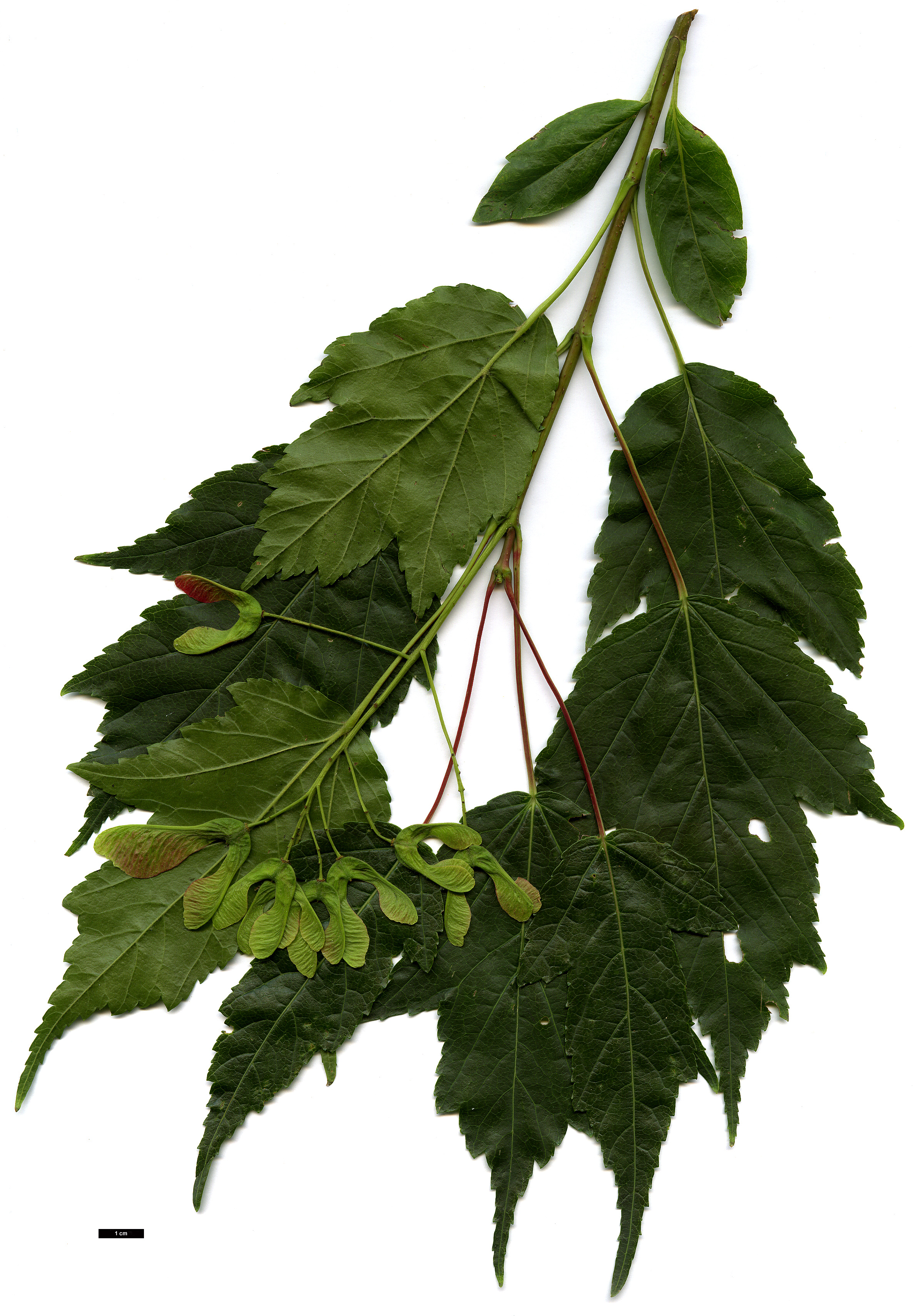 High resolution image: Family: Sapindaceae - Genus: Acer - Taxon: tataricum - SpeciesSub: subsp. ginnala